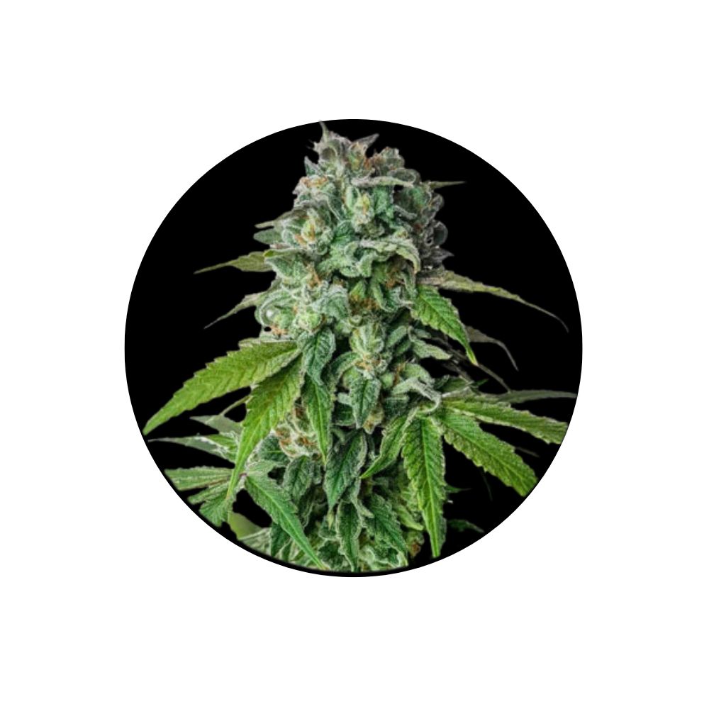 Cali Genetics "Cherry Pie" - Feminized - 3 pcs. 