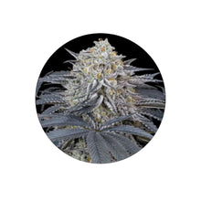 Cherry Runtz Cali Genetics feminisierte Cannabis Samen 3 Stück