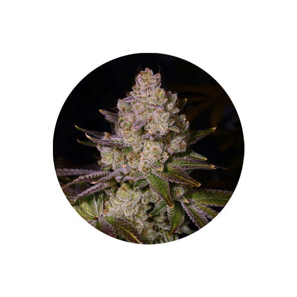 Cherry Pie Autoflower 3er Pack – Jetzt online bestellen