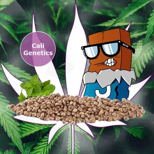 🌱Neu! Cali Genetics "Choclate Mint OG" - Autoflower - 3 Stck.🌱