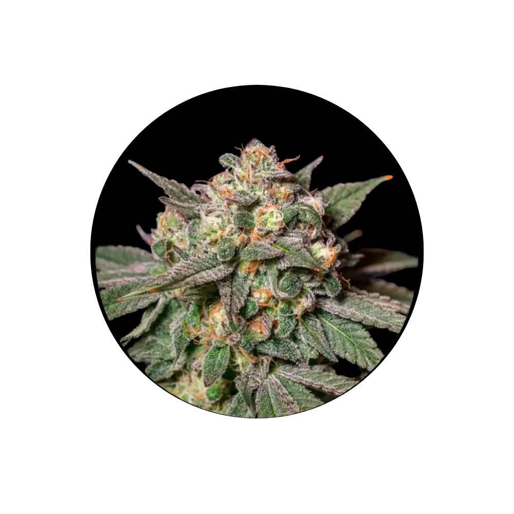 Cali Genetics "Choclate Mint OG" - Autoflower - 3 pcs.