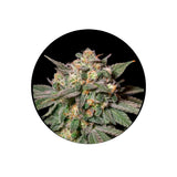 Cali Genetics "Choclate Mint OG" - Autoflower - 3 Stck.