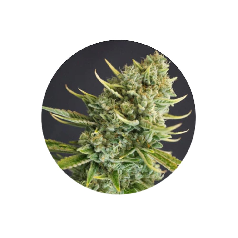 Cali Genetics "Clementine Kush" - Feminized - 3 pcs. 