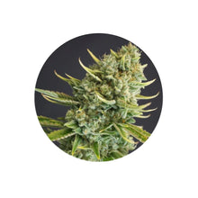 Clementine Kush Cali Genetics feminisierte Cannabis Samen 3 Stück