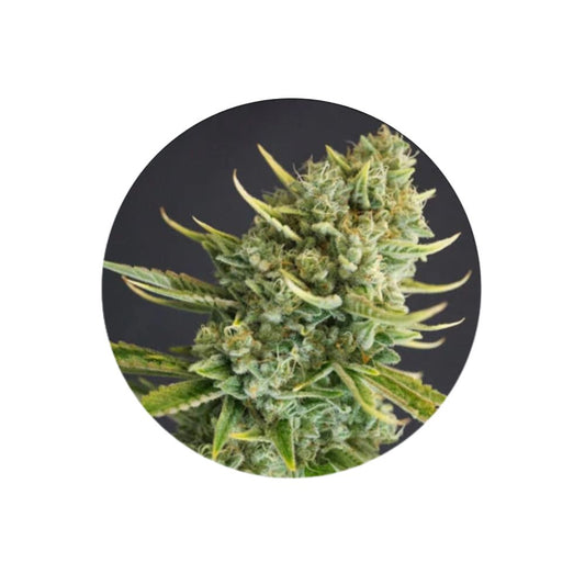 Cali Genetics "Clementine Kush" - Feminized - 3 Stck.