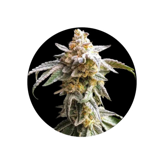 Cannabis/Hanfsamen Samen "Cookies Sherbet" - Feminized - 3 Stck.