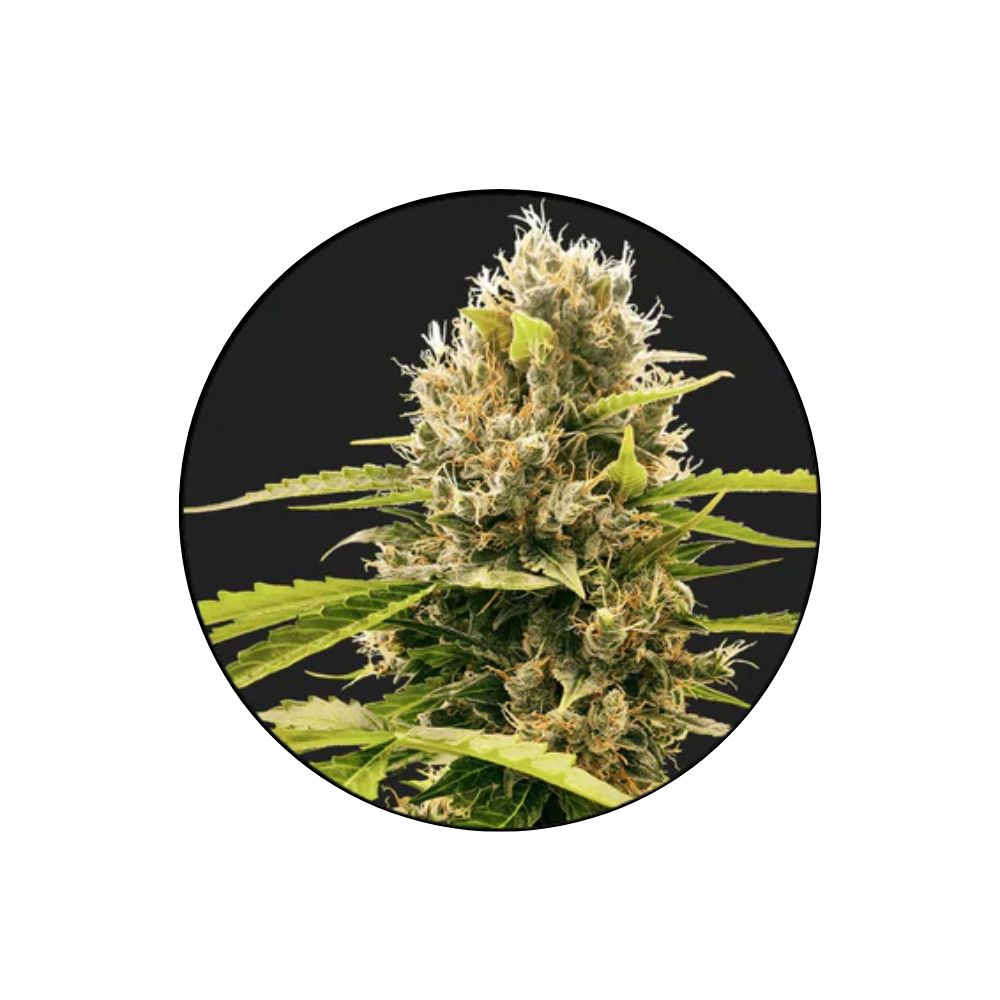 Cannabis seeds "Cream Tangerine" - Autoflower - HYBRID - 3 pcs.