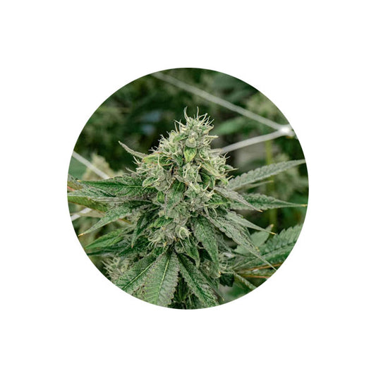 Cannabis Samen "Crescendo" - Autoflower - 3 Stck.