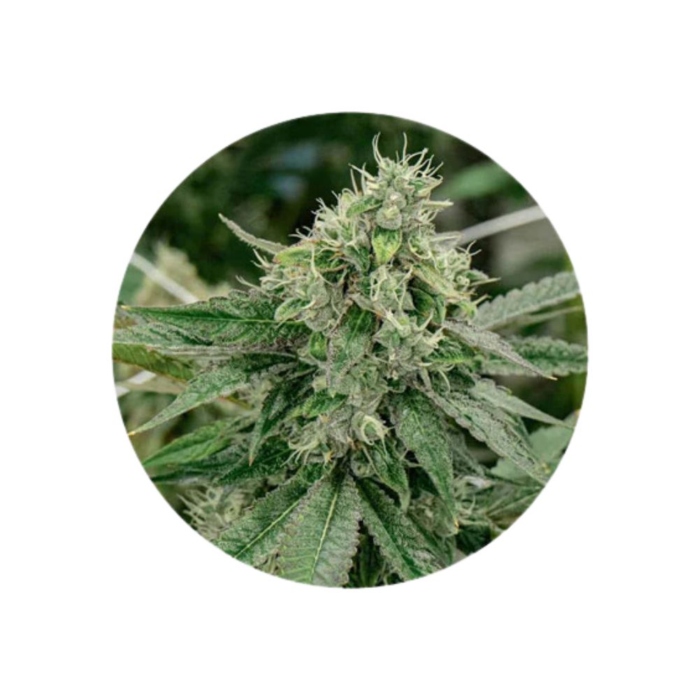Cannabis seeds "Crescendo" - Feminized - 3 pcs. 