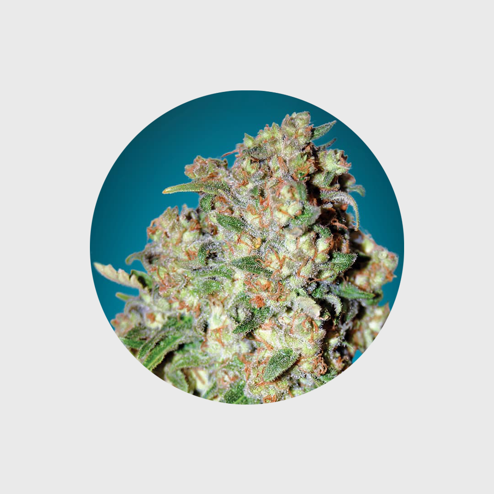 🪴Neu! Cannabis Samen "Critical" - Feminized - 3 Stck.🪴