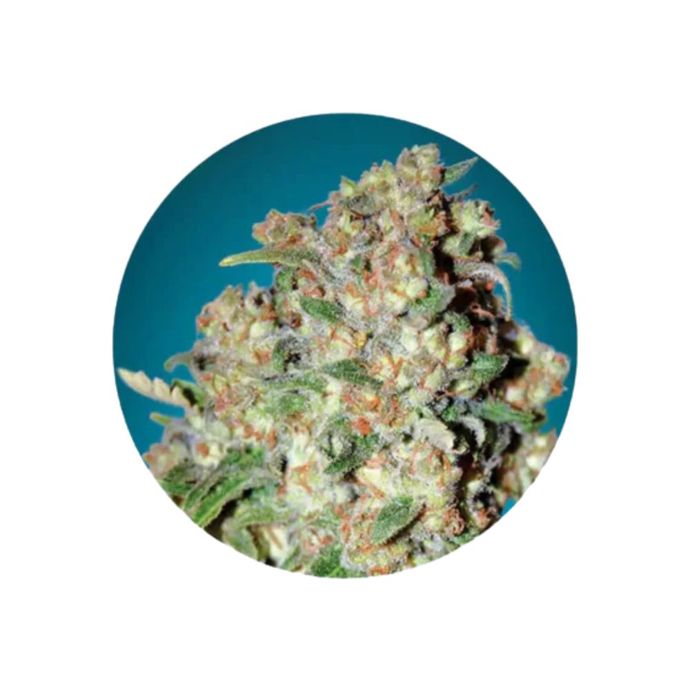 Cannabis seeds "Critical" - Feminized - 3 pcs.