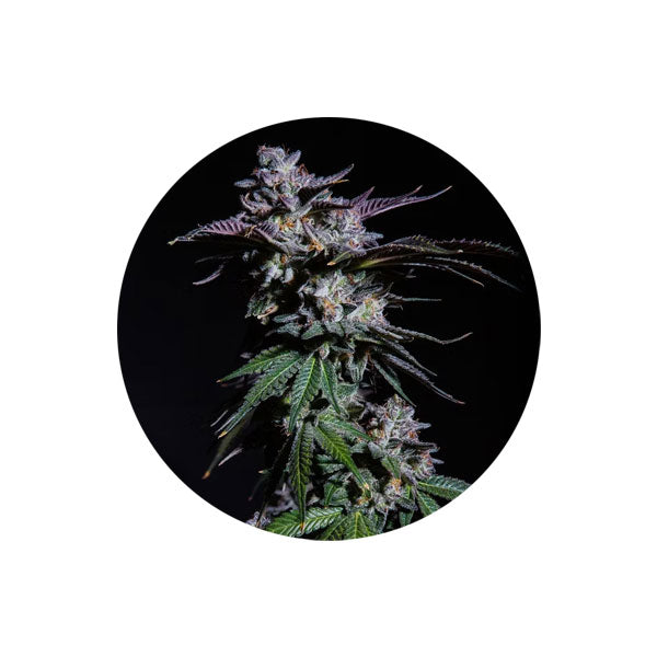 Cannabis Samen "DO SI DOS" - Feminized - 3 Stck.