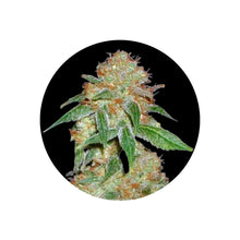 Dark Domina feminisierte Cannabis Samen 3 Stück Pack