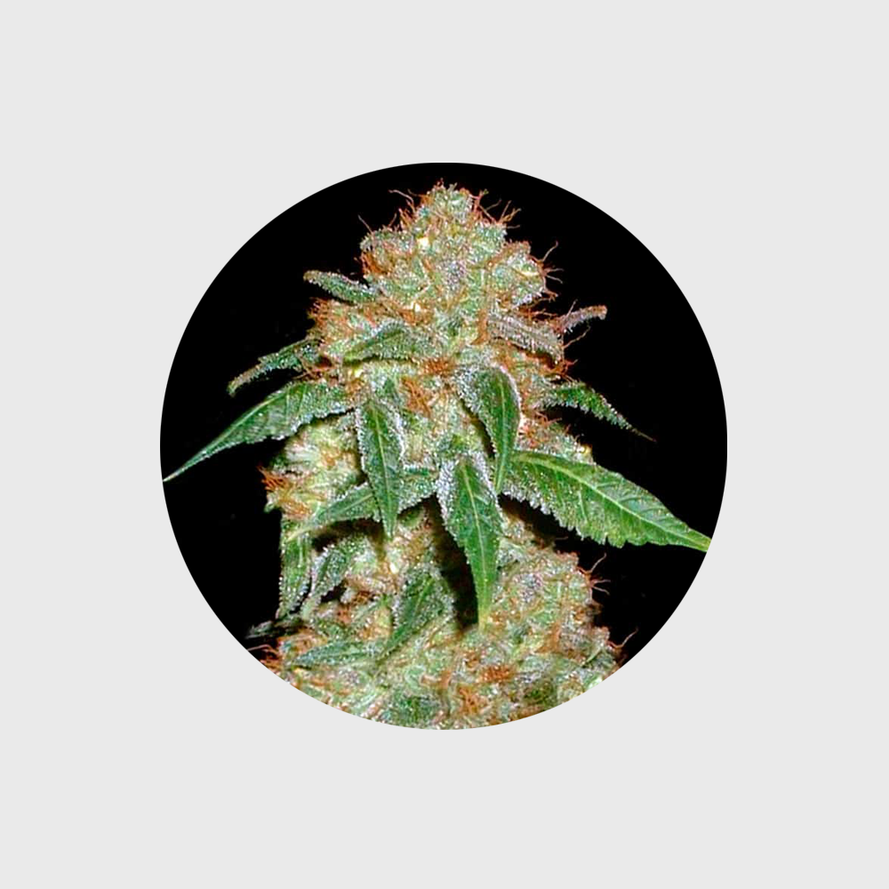 🪴Neu! Cannabis Samen "Dark Domina" - Feminized - 3 Stck.🪴