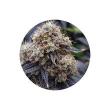 Do Si Dos Autoflower Cannabis Samen 3 Stück von CBD Hexe