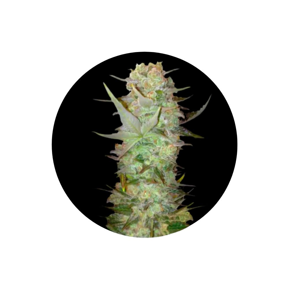 Cannabis seeds "Durban Poison" - Autoflower - 3 pcs.