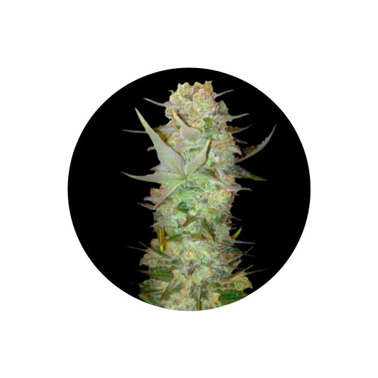 Cannabissamen "Durban Poison" - Autoflower - 3 Stck.
