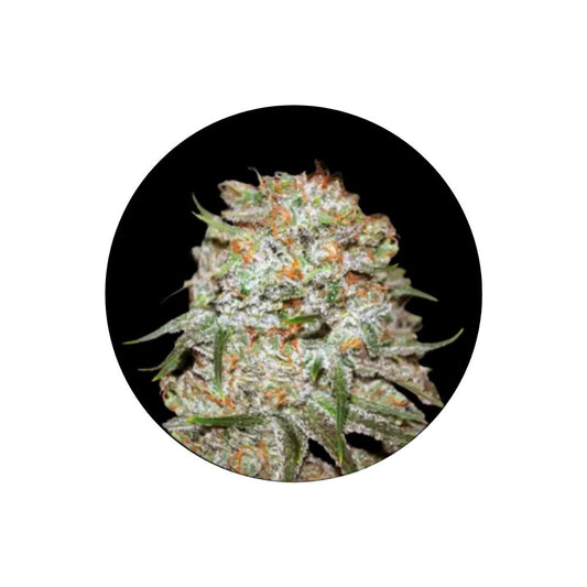 Cannabis Samen "Easy Rider" - Autoflower - 3 Stck.
