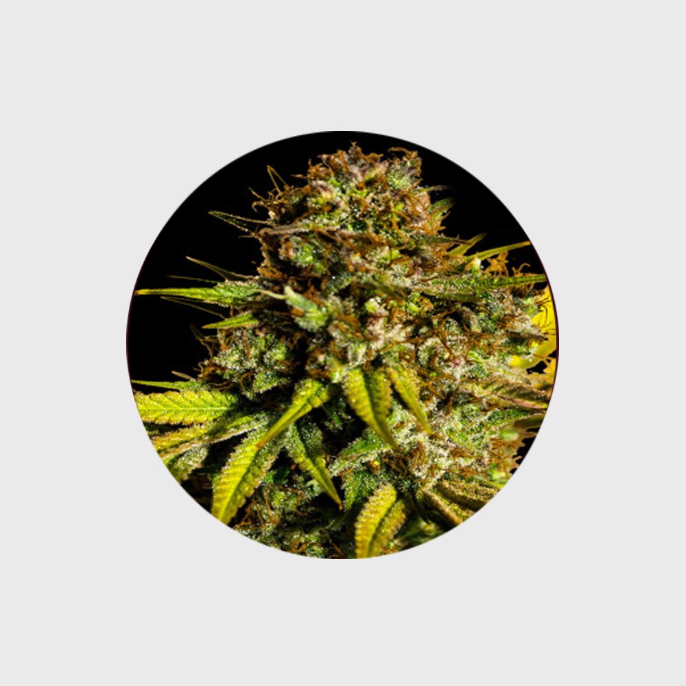 🪴Neu! Cannabis Samen "Extra Mintz" - Autoflower - 3 Stck.🪴