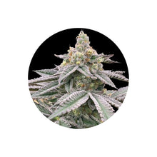 Fat Bastard Autoflower Cannabis Samen 3 Stück von CBD Hexe