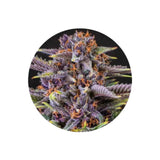 Cannabis Samen "Forbidden Fruit" - Feminized - 3 Stck.