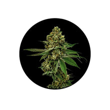 Forbidden Runtz Fast Flowering Samen 3 Stück Cali Genetics
