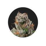 Cali Genetics "GMO Rootbeer" - Fast Flowering - 3 Stck.