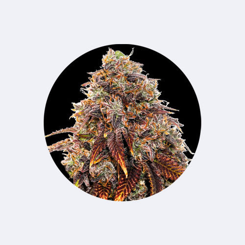 Produktbild von !SOPO! Cannabissamen "Gelato #41" - Feminized - 3 Stck.