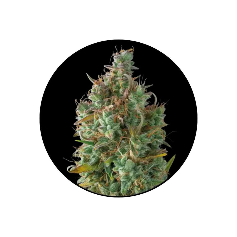 Gelato Autoflower Cannabis Samen 3 Stück Pack
