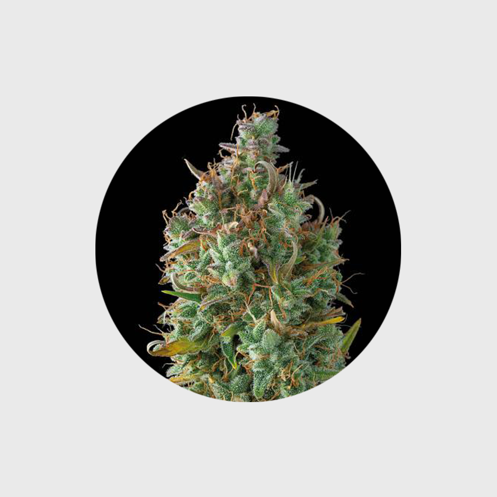 Cannabis Samen "Gelato" - Autoflower - 3 Stck.