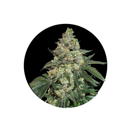 Cannabis Samen "Girl Scout Cookies" - Autoflower - 3 Stck.