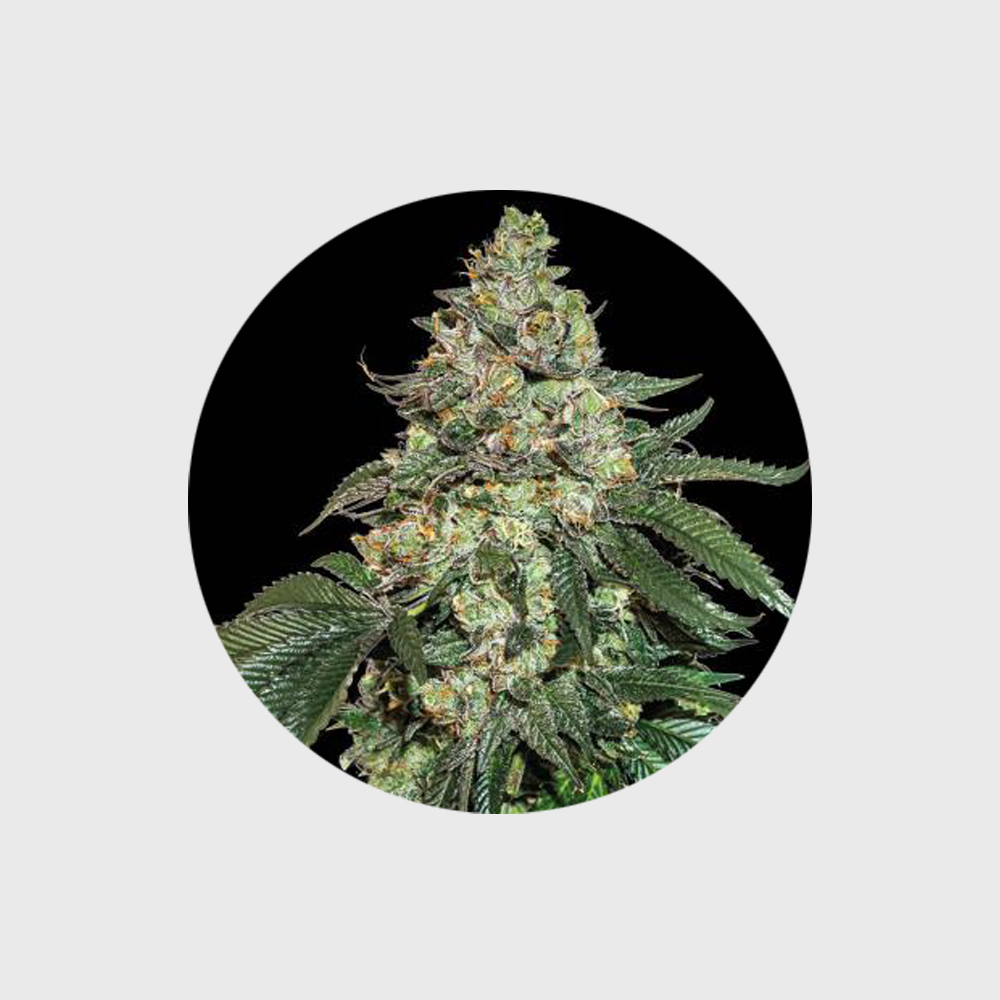Cannabis Samen "Girl Scout Cookies" - Autoflower - 3 Stck.