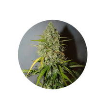 Grapefruit Autoflower Cannabis Samen 3 Stück von CBD Hexe