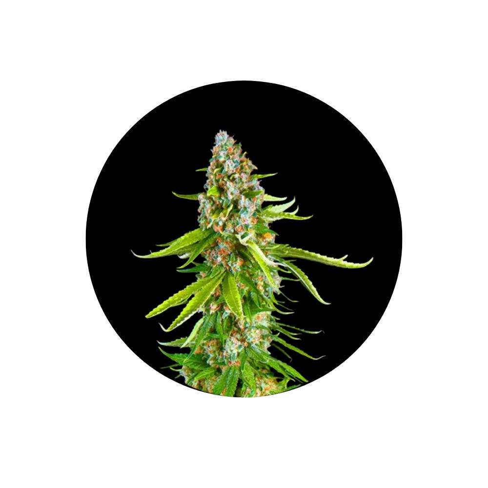 Cali Genetics "Green Crack" - Autoflower - 3 pcs. 