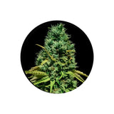 Cannabis seeds "Hell Bells OG" - Autoflower - 3 pcs. 