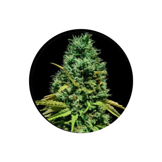 Cannabis Samen "Hell Bells OG" - Autoflower - 3 Stck.