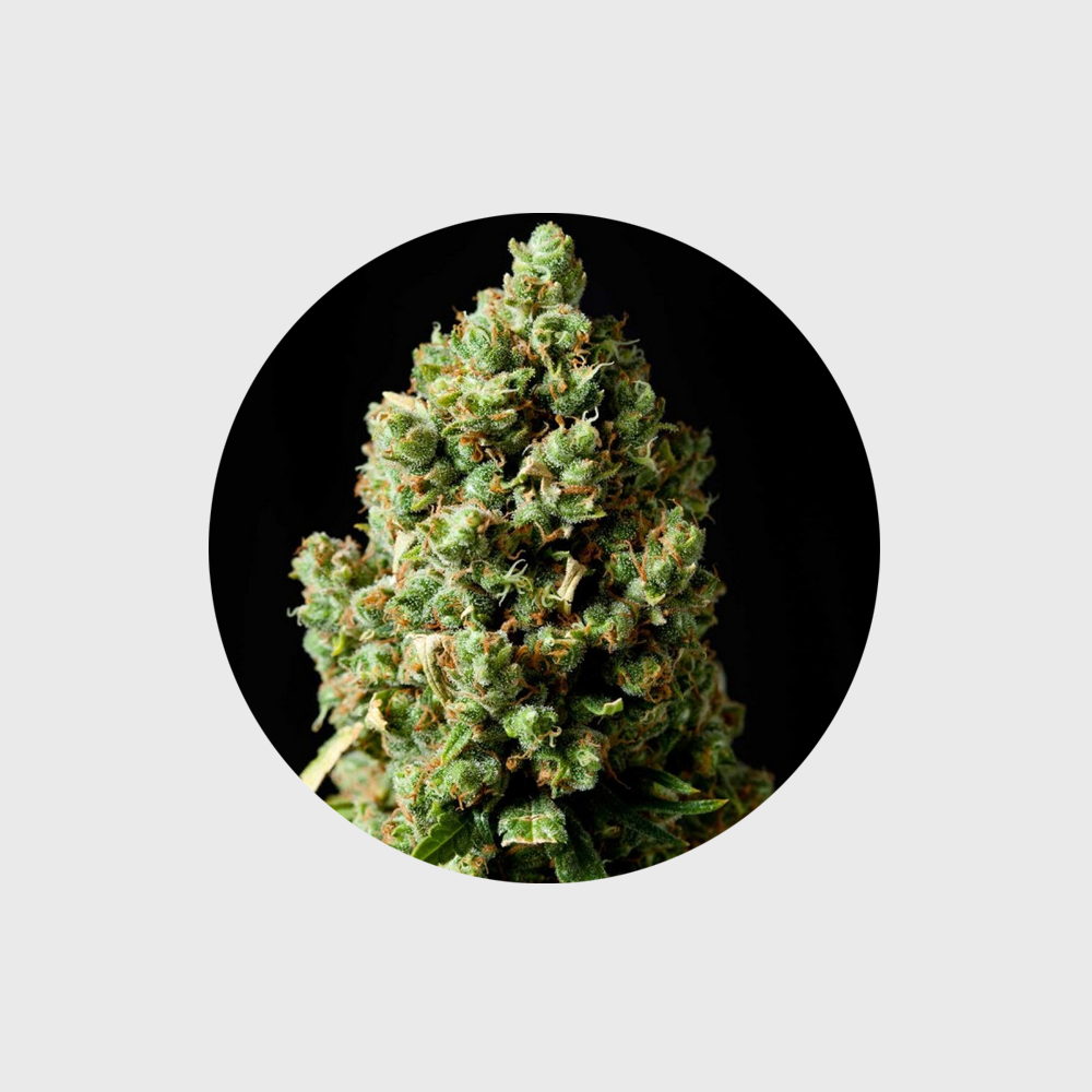 Cannabis Samen "Jack Herer" - Feminized - 3 Stck.