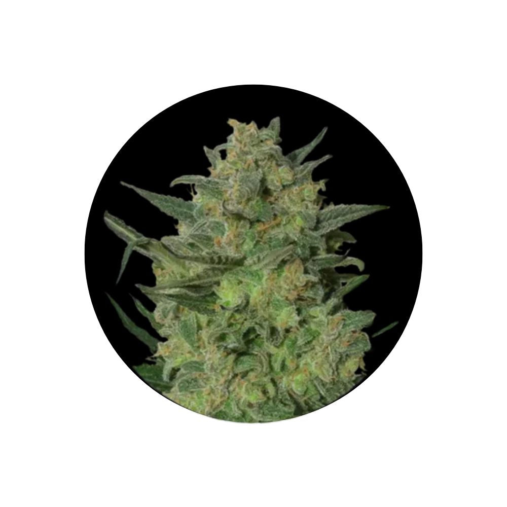 Cannabis seeds "LSD" - Feminized - 3 pcs.