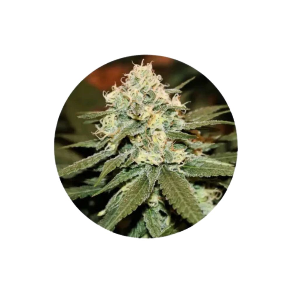 Cannabis seeds "Lemon Haze" - Autoflower - 3 pcs.