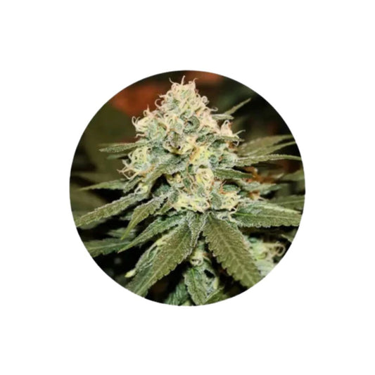 CBD cannabis seeds "Lemon Haze" - feminized - 3 pcs.