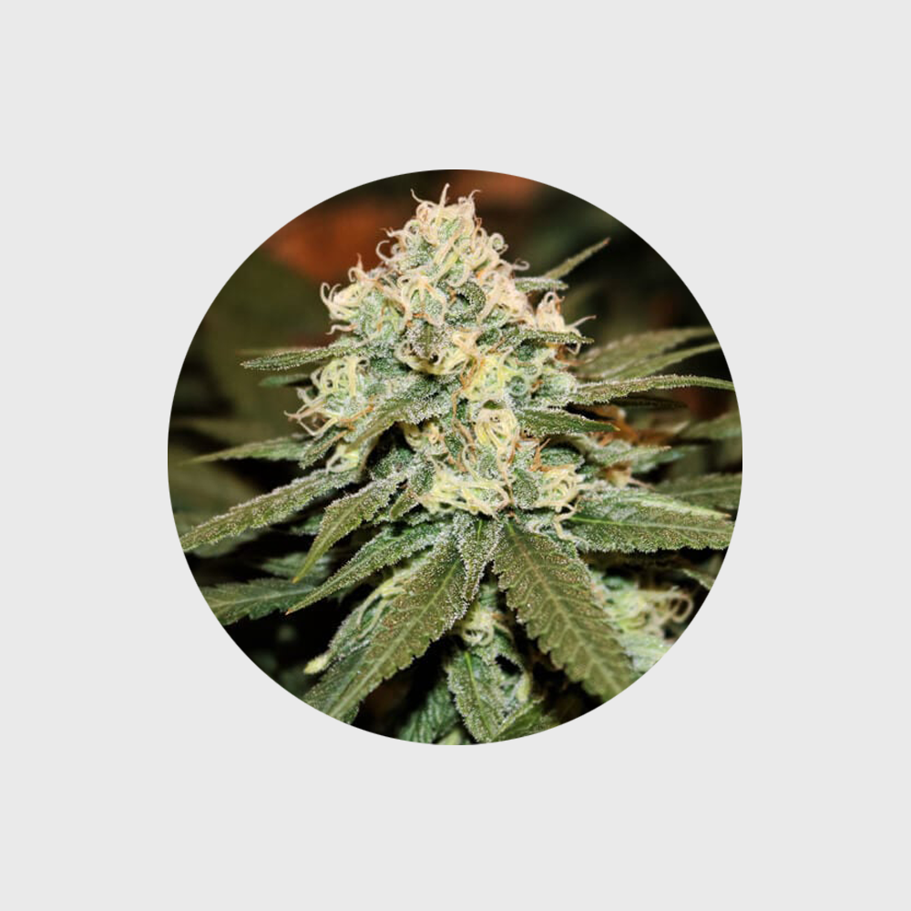 Cannabis Samen "Lemon Haze" - Autoflower - 3 Stck.