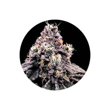 Lemon Kush Autoflower Cannabis Samen 3 Stück von CBD Hexe