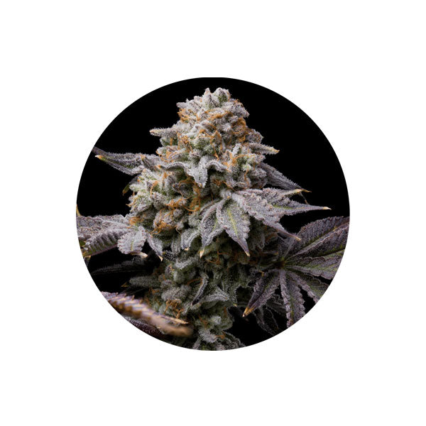 Cannabis Samen "Love Affair" - Autoflower - 3 Stck.