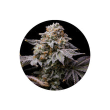 Love Affair Cannabis Samen Premium Genetik von CBD Hexe