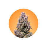 Cali Genetics "Mango Smile" - Autoflower - 3 Stck.