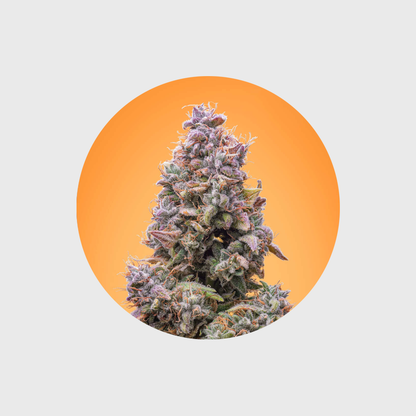 🪴Neu! Cannabis Samen "Mango Smile" - Autoflower - 3 Stck.🪴