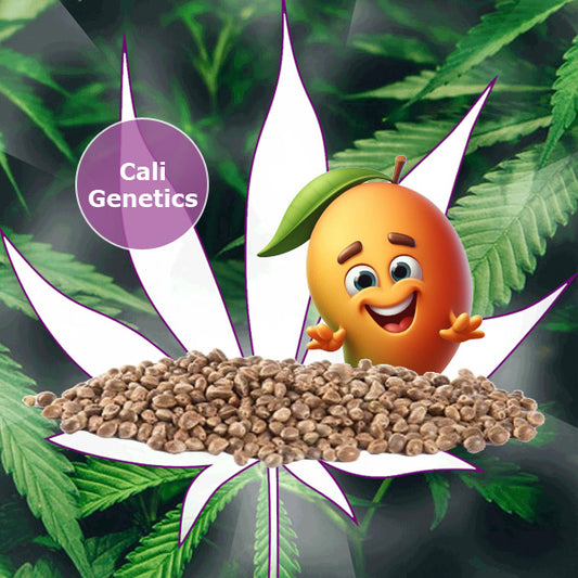 🪴Neu! Cannabis Samen "Mango Smile" - Autoflower - 3 Stck.🪴