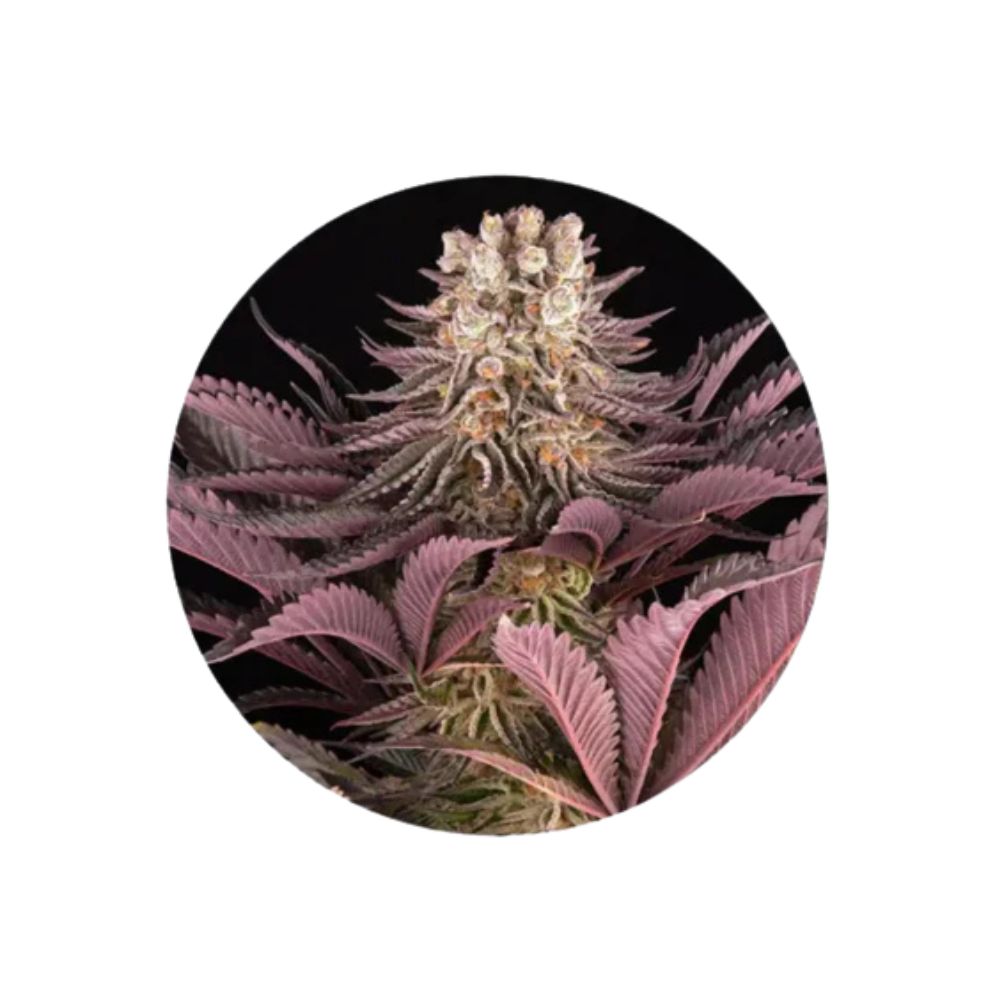 Cannabis/Hemp Seeds "Mimosa x Orange Punch" - Feminized - 3 pcs.
