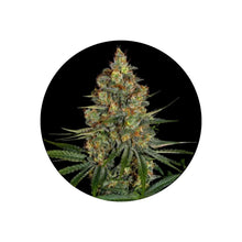 NYC Diesel Autoflower Cannabis Samen 3 Stück von CBD Hexe