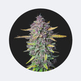 Cali Genetics 